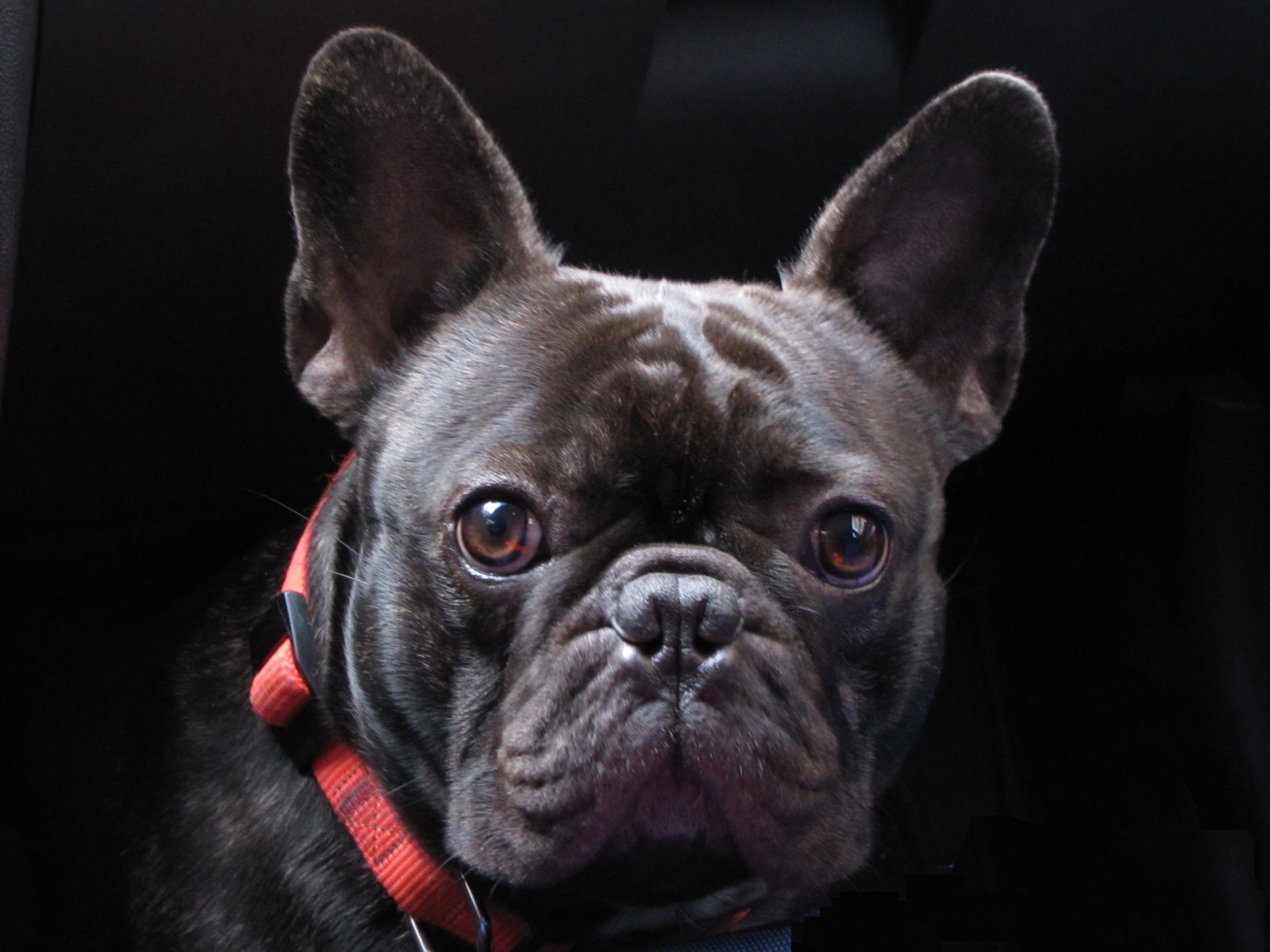free pictures of french bulldogs Bulldog french dog frenchie bulldogs ...