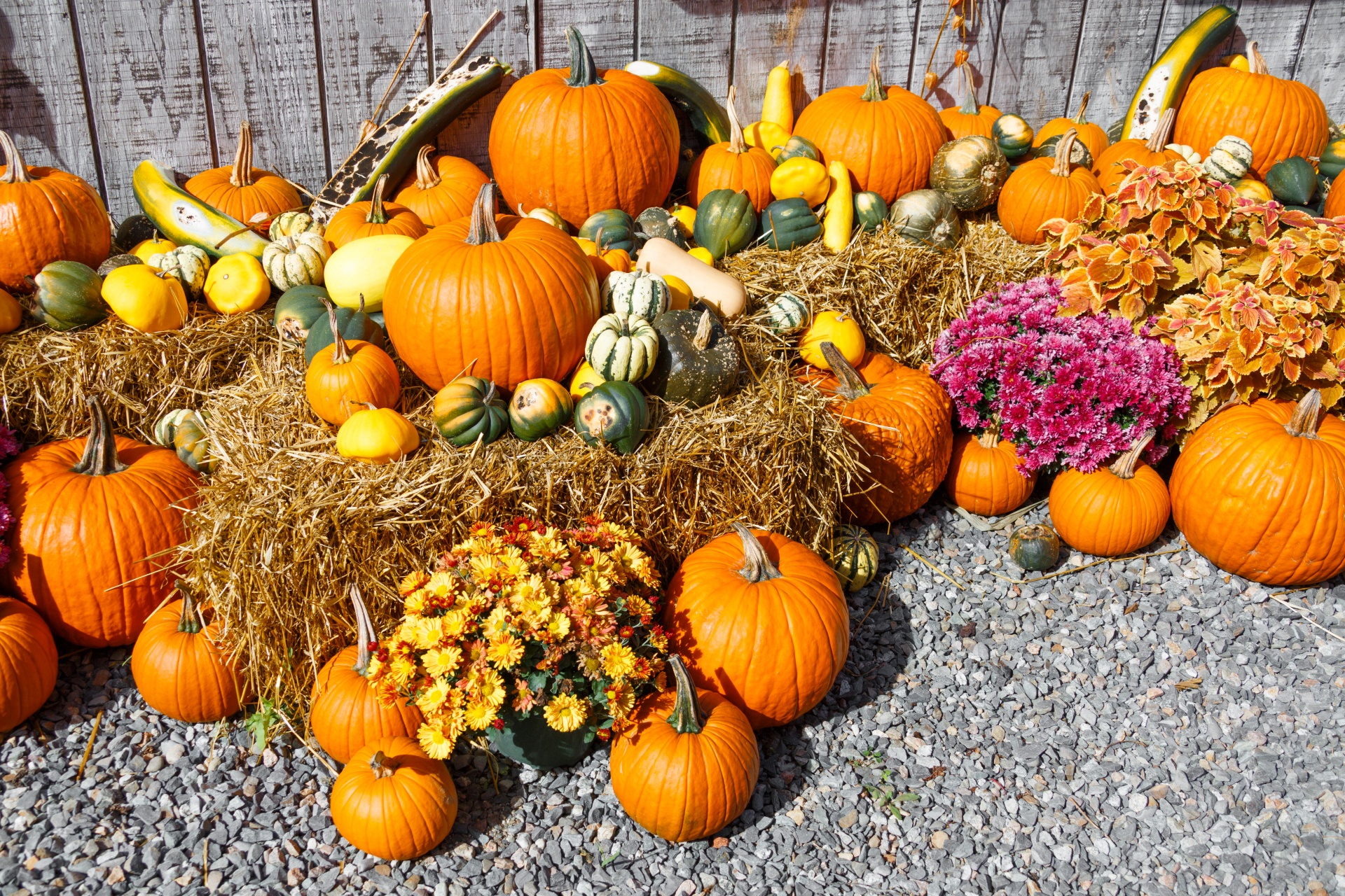 Fall Harvest Display Free Stock Photo - Public Domain Pictures