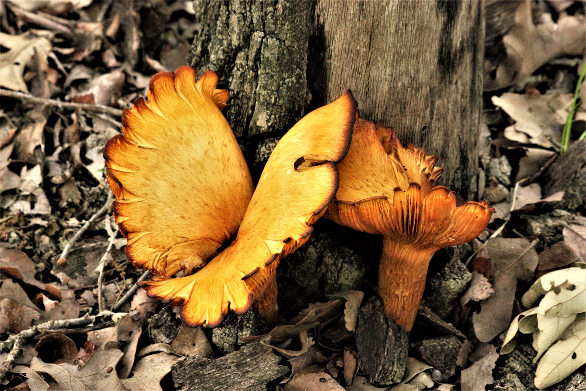 Ложные грибы лисички