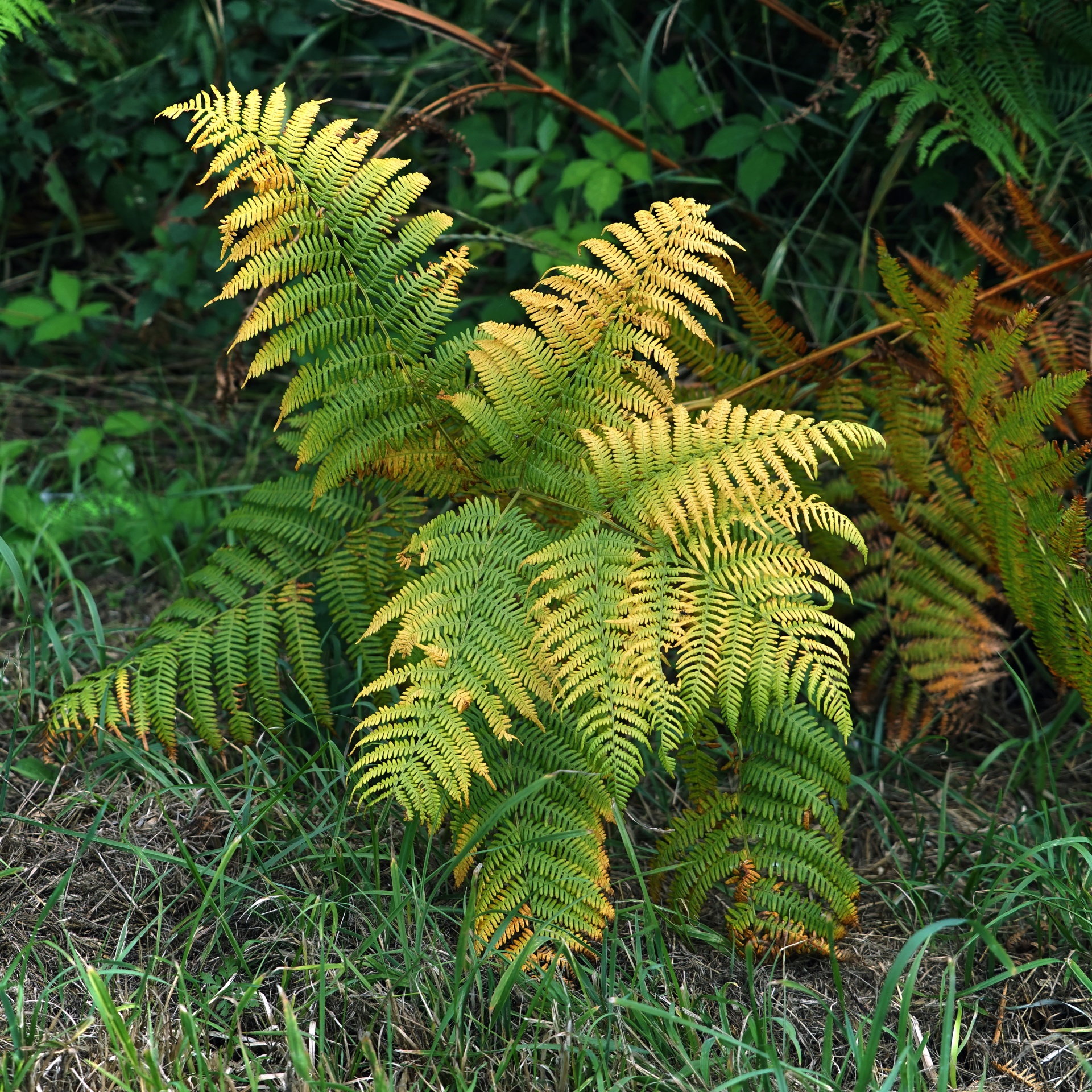 Top 94+ Images fern in the wild photos Superb
