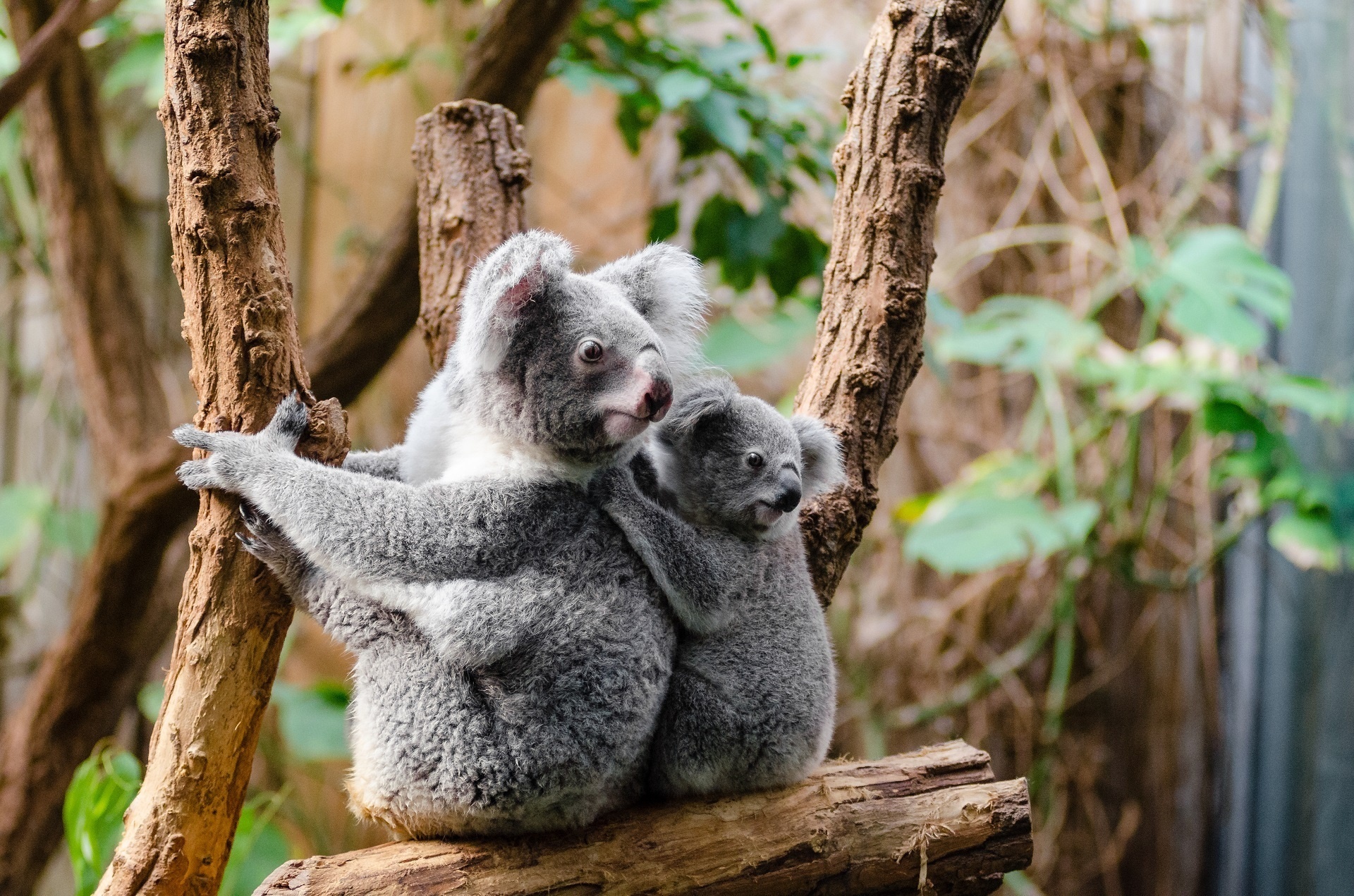 4. Adorable Koala Bear Nails - wide 5