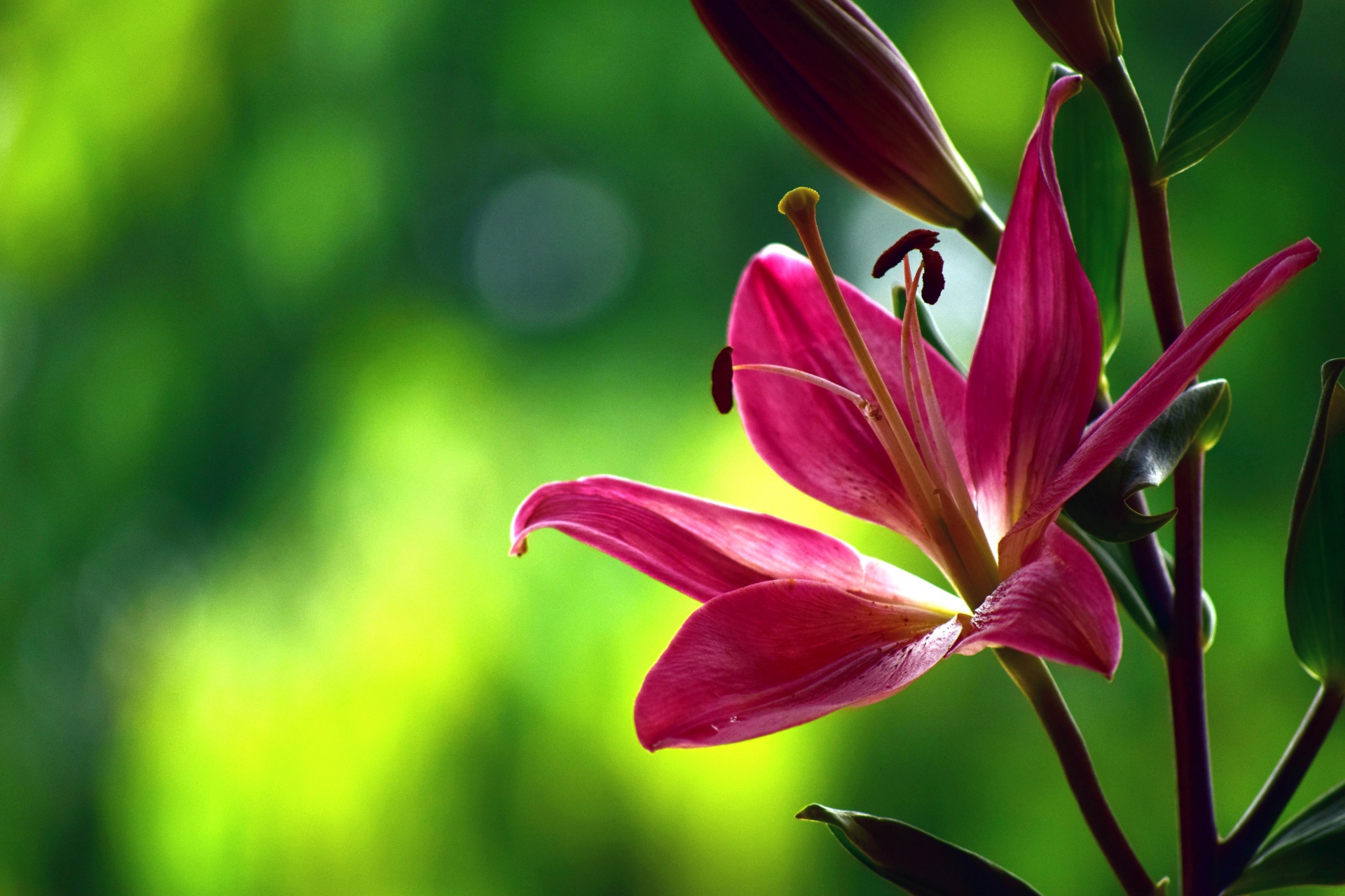 lily-1-free-stock-photo-public-domain-pictures