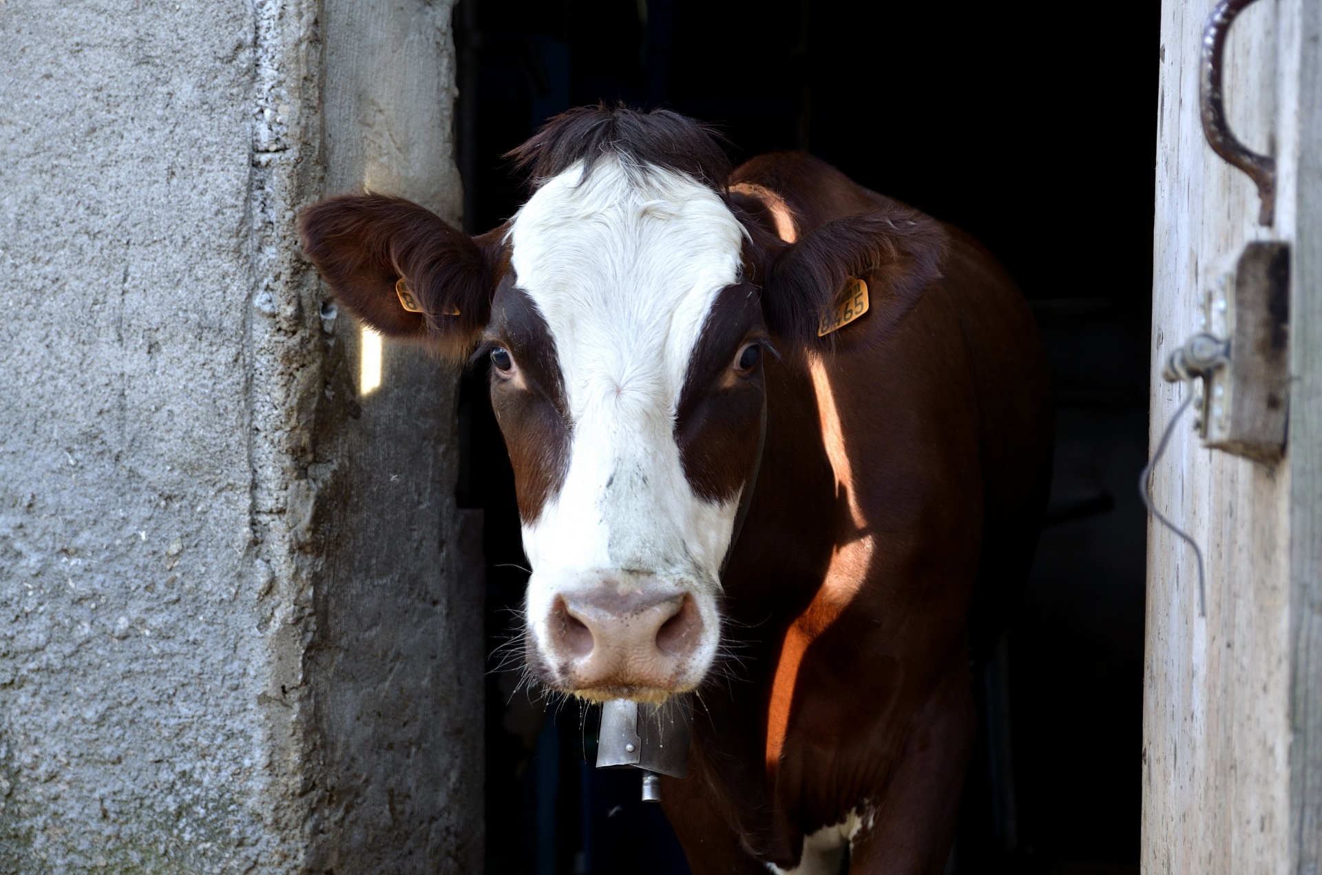 Milk Cow Free Stock Photo - Public Domain Pictures
