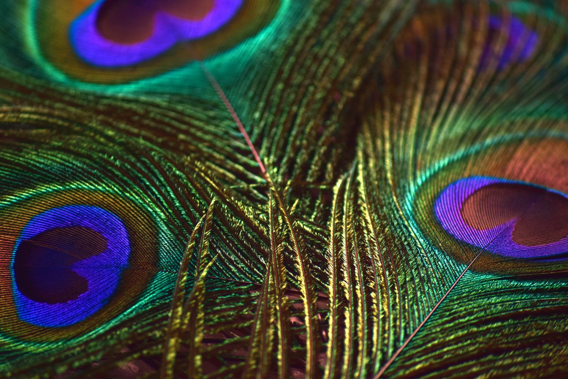 Images Of Peacock Feather - Peacock Feathers 8 Free Stock Photo ...