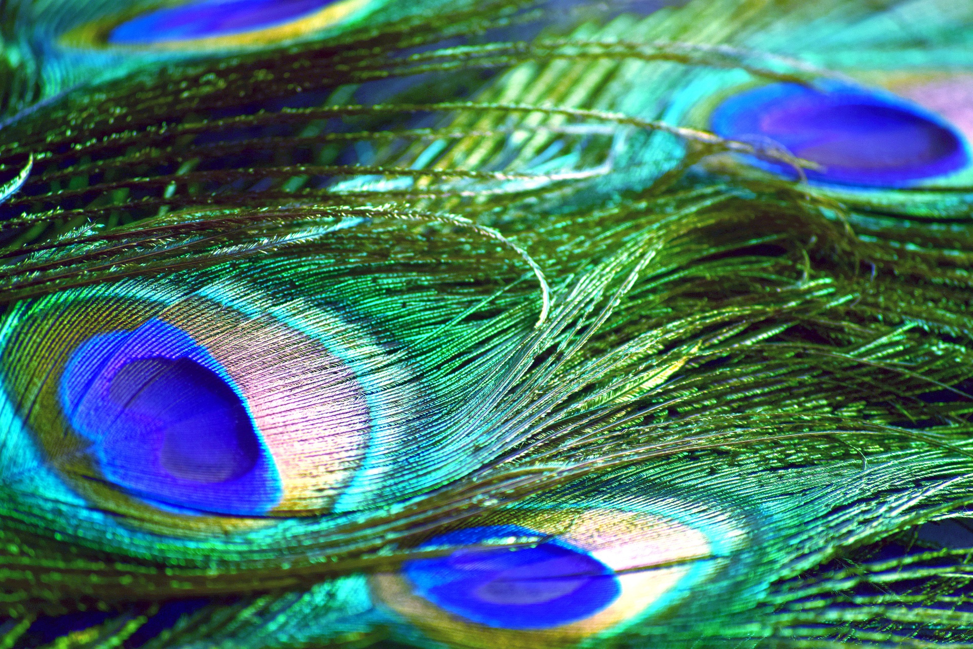 Peacock Feathers 9 Free Stock Photo - Public Domain Pictures