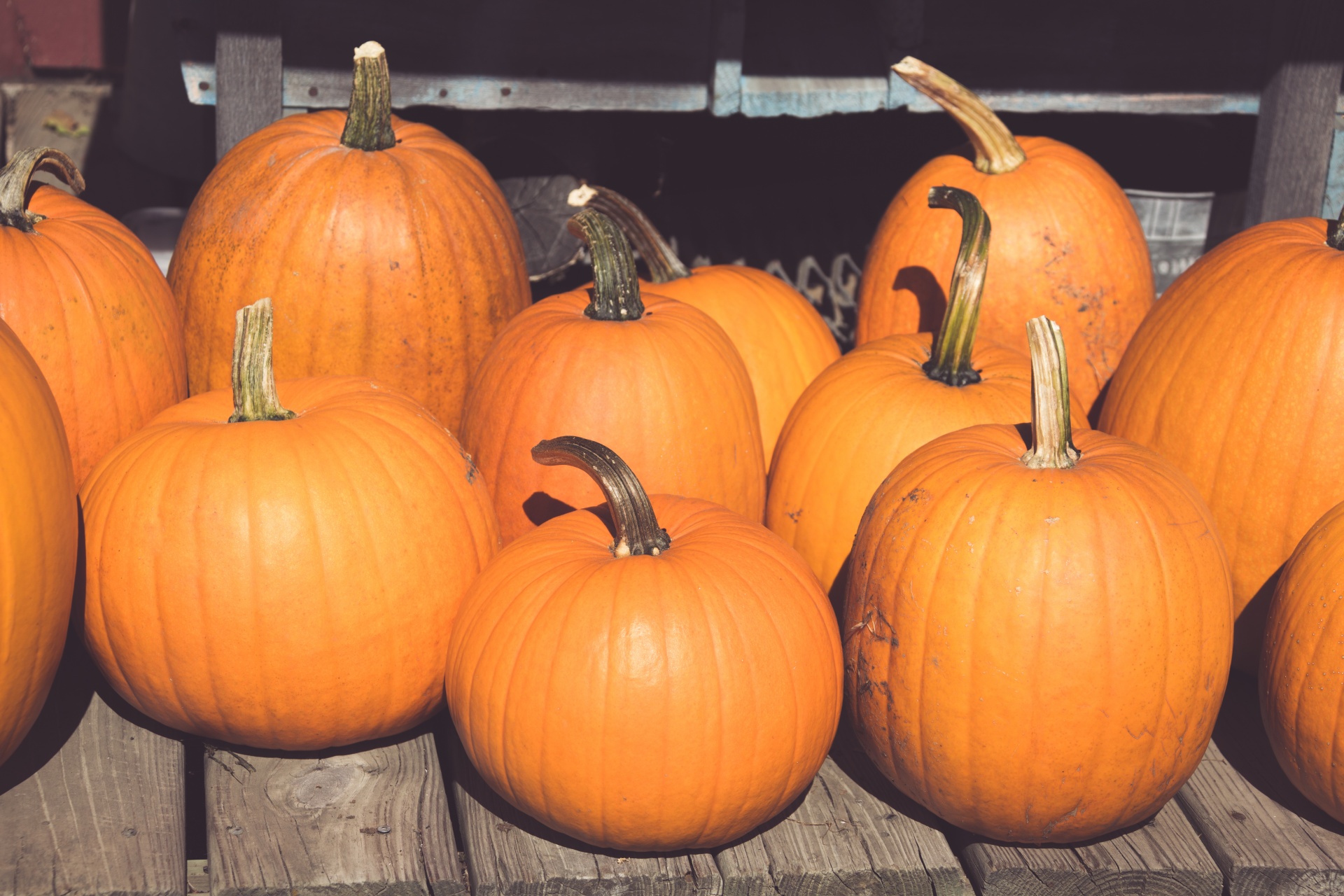 pumpkin-patch-free-stock-photo-public-domain-pictures