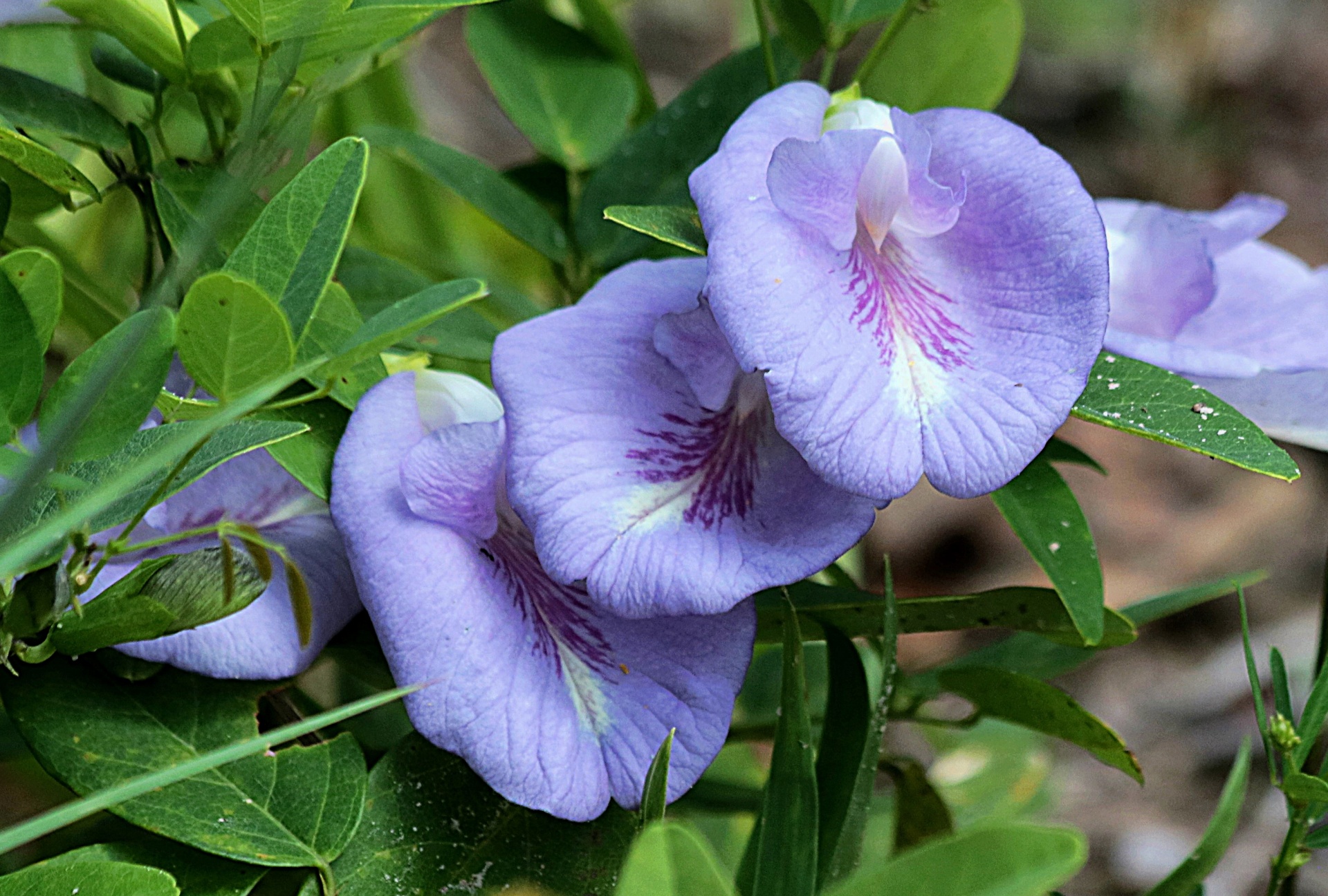 Purple Butterfly Pea Blooms Free Stock Photo - Public Domain Pictures