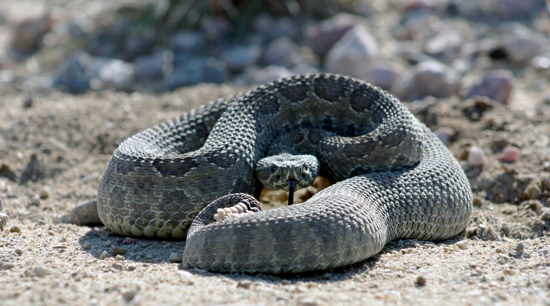 Rattlesnake Free Stock Photo Public Domain Pictures