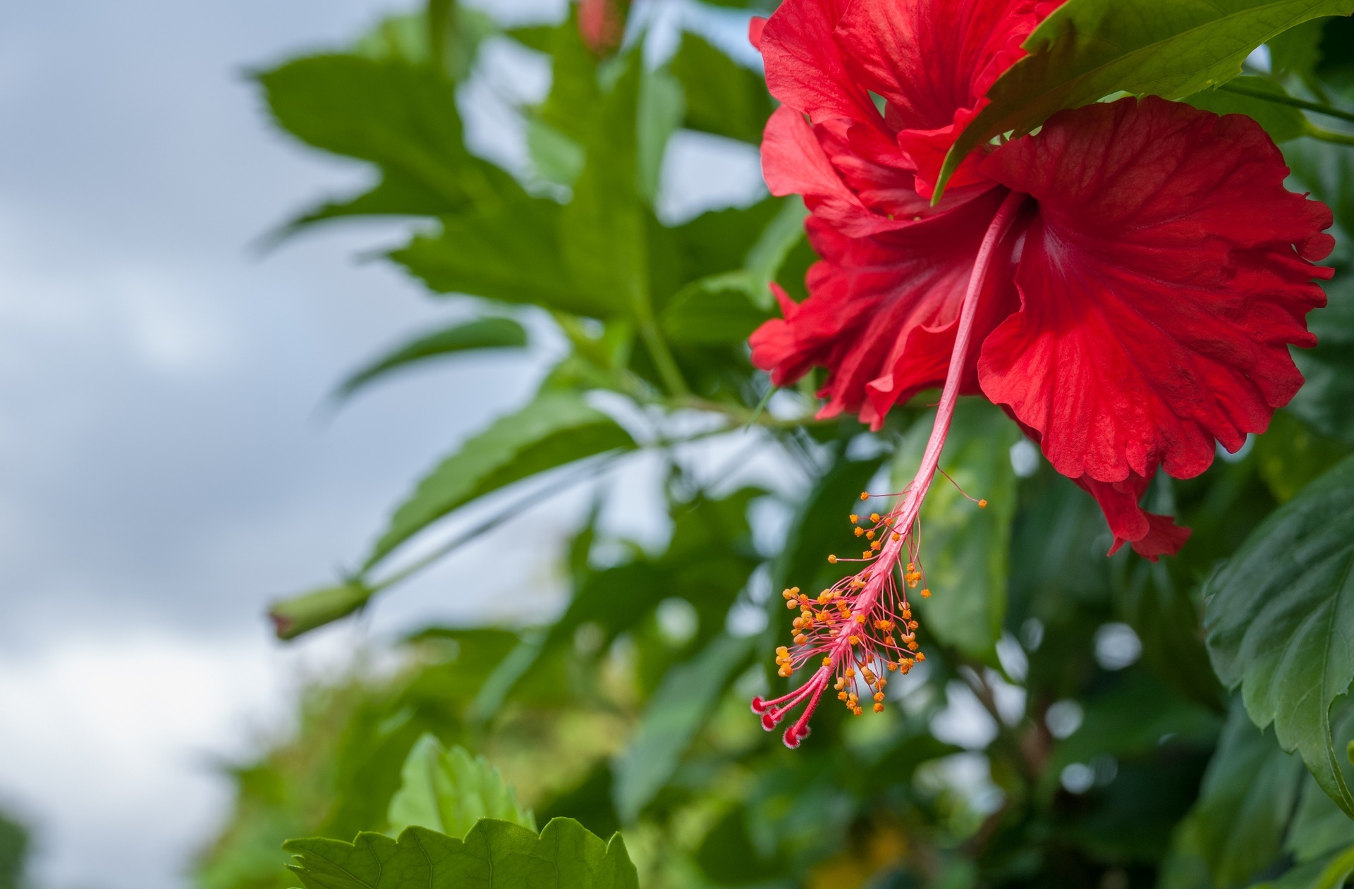 Red Hibiscus Free Stock Photo Public Domain Pictures
