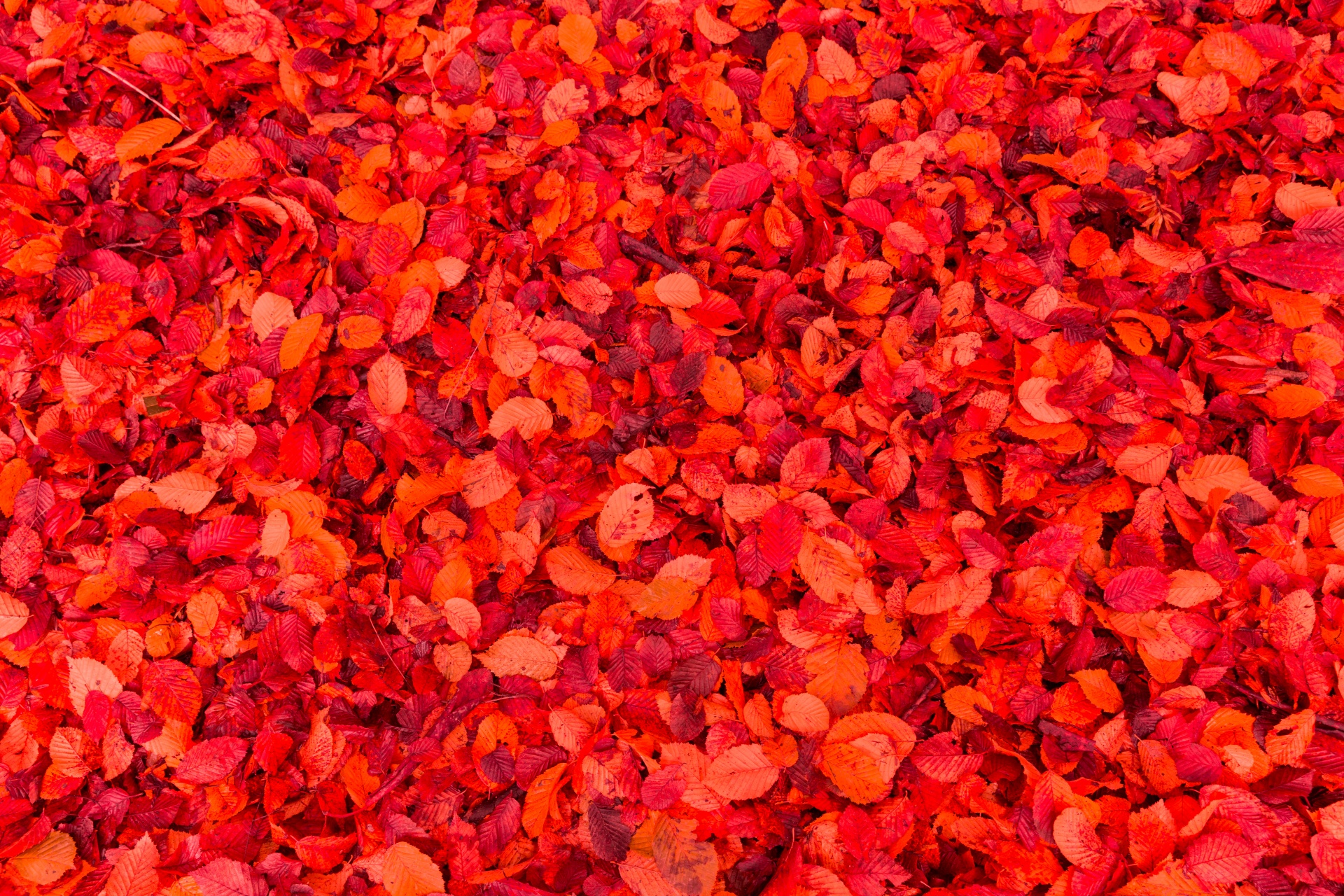 Red Leaves Background Free Stock Photo Public Domain Pictures