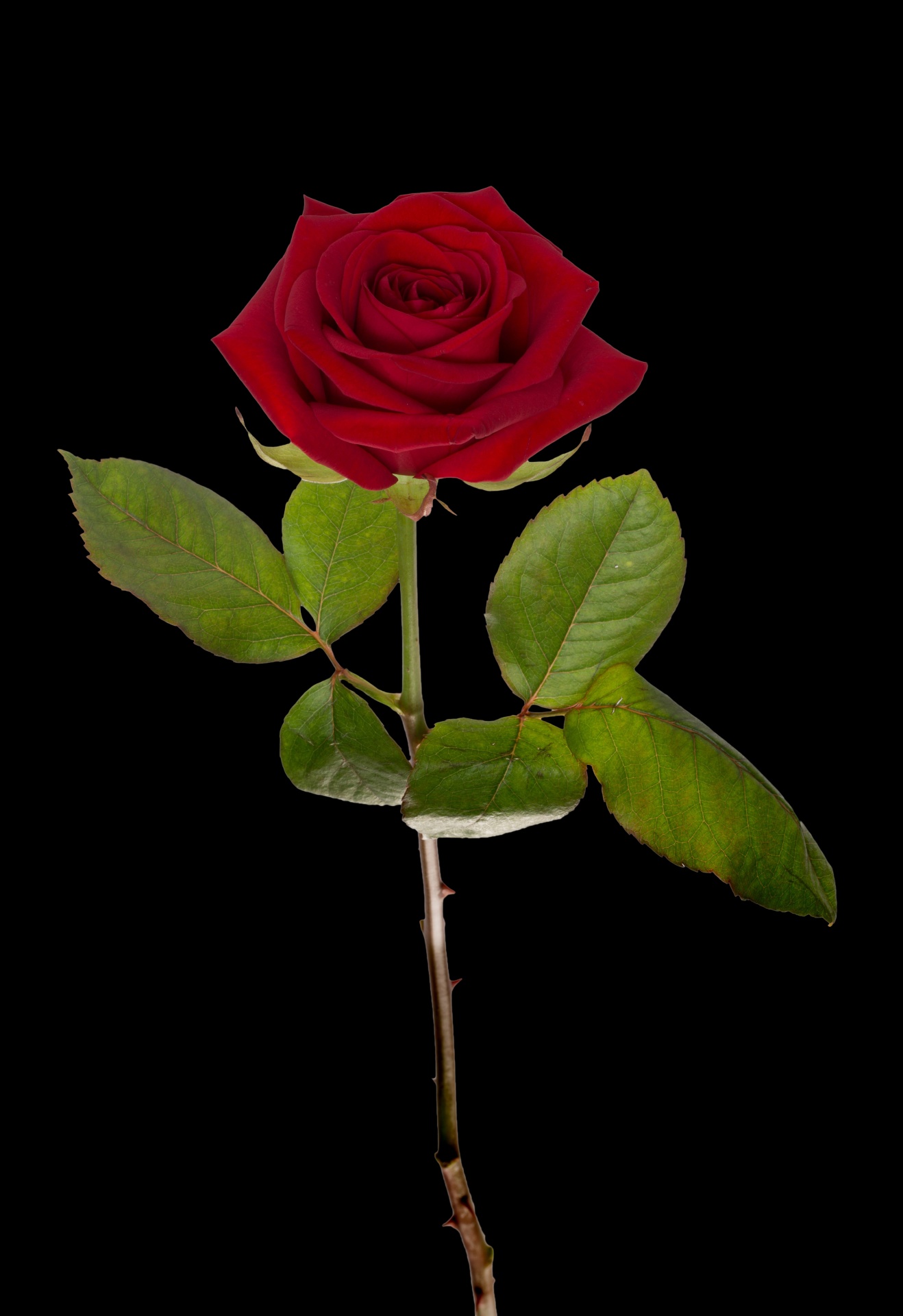 高清拍摄一朵玫瑰花娇艳欲滴暗红色花瓣层层绽放