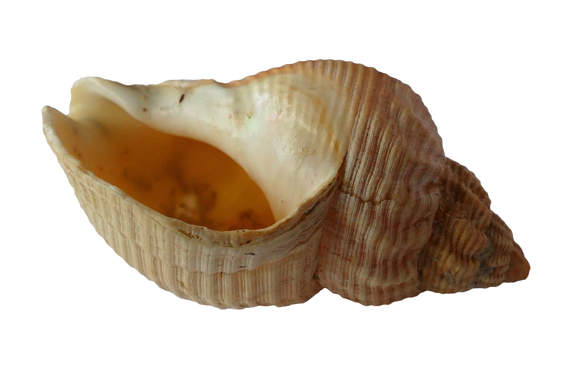 sea-shell-free-stock-photo-public-domain-pictures