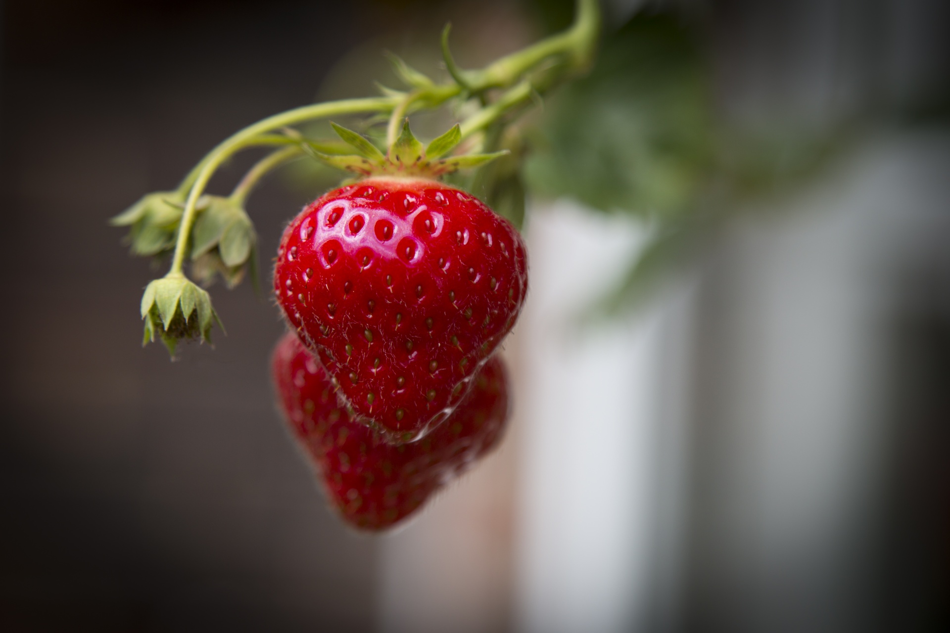 Strawberries Free Stock Photo - Public Domain Pictures