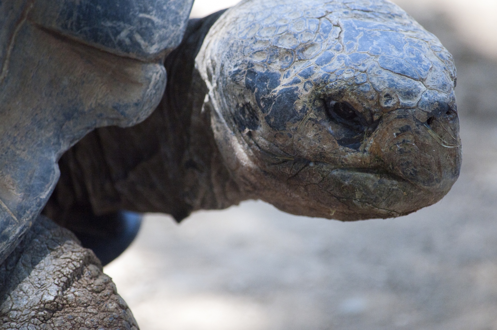 tortoise-head-free-stock-photo-public-domain-pictures
