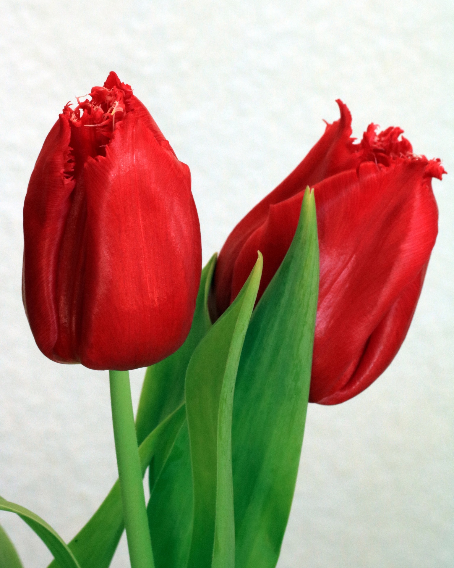 Two Red Tulips Close Up Free Stock Photo Public Domain Pictures