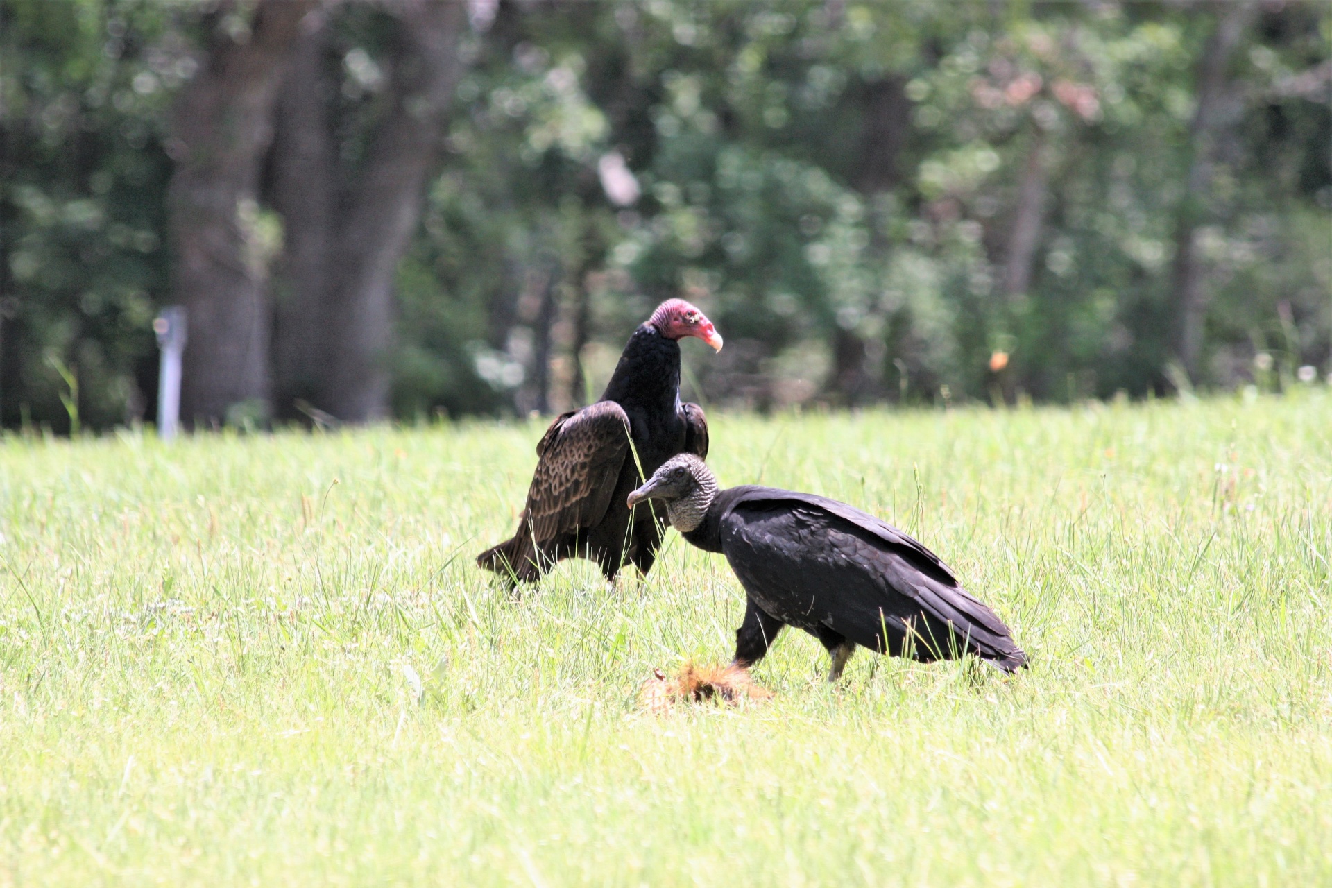 Turkey Vultures, Buzzards 