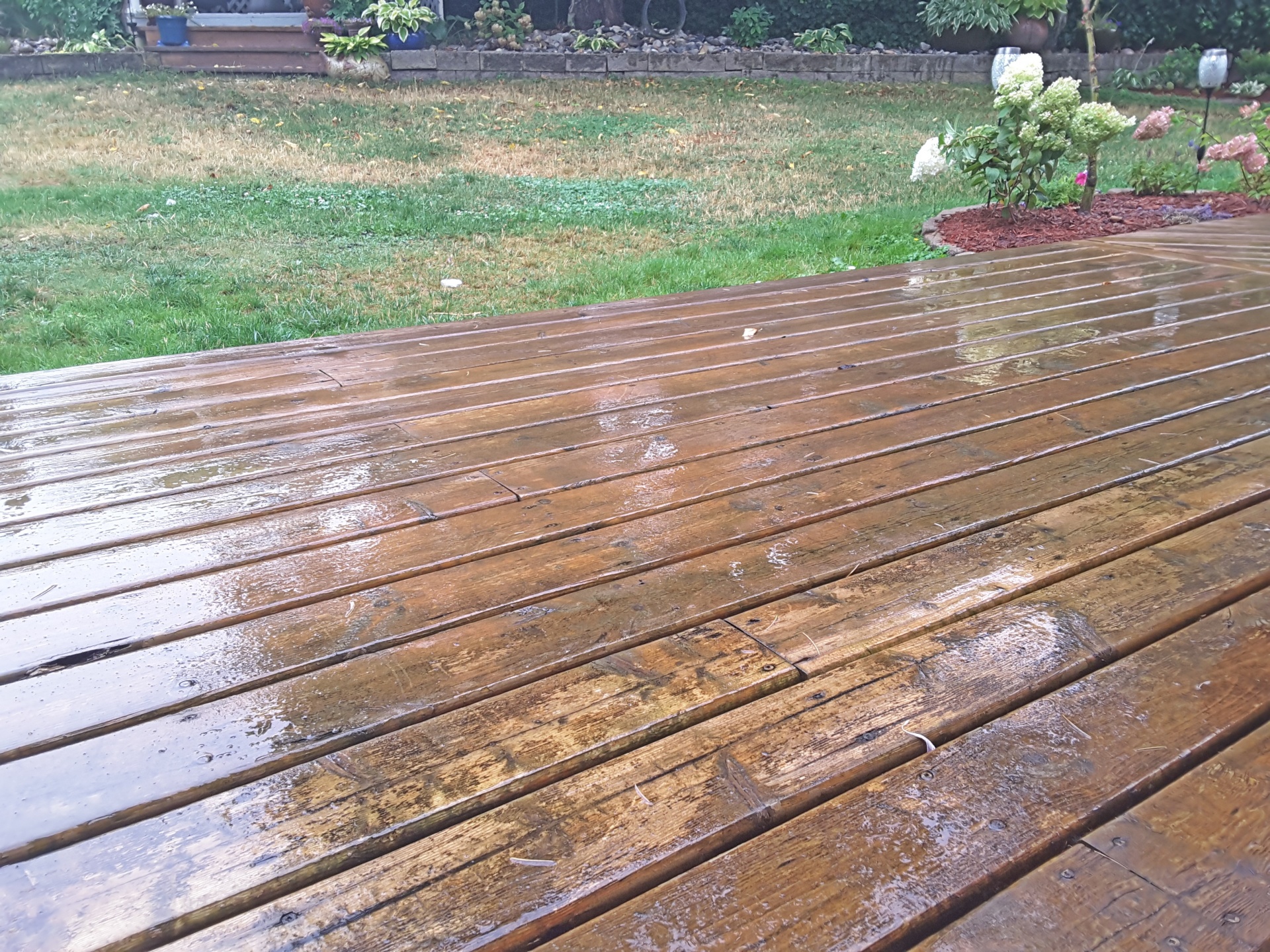 Wet wooden decking in a grassy garden