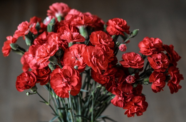 Carnation Flowers Free Stock Photo - Public Domain Pictures