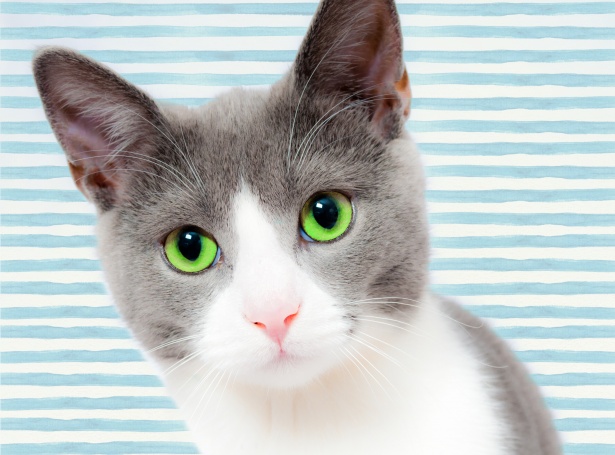 Katze mit grünen Augen Glasbild 