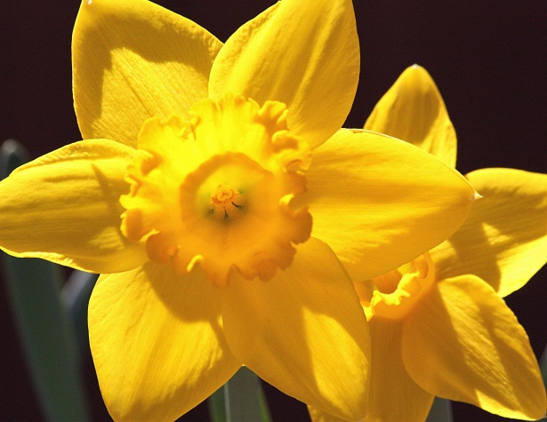 Double Daffodils Close-up Free Stock Photo - Public Domain Pictures