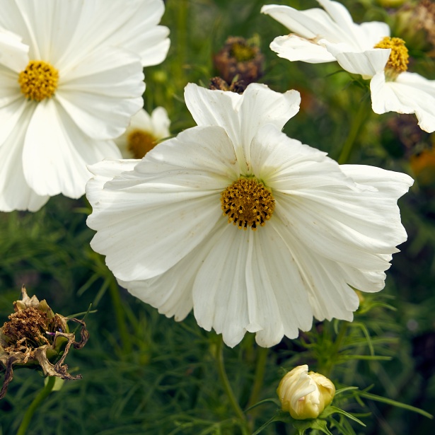 Flower Variety Cosmos Free Stock Photo - Public Domain Pictures
