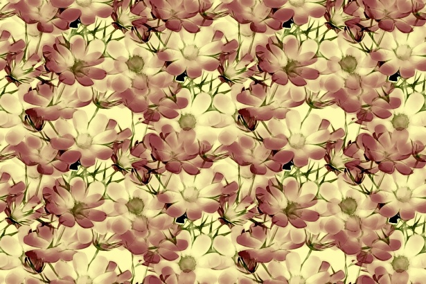 Floral Pattern Background 953 Free Stock Photo - Public Domain Pictures