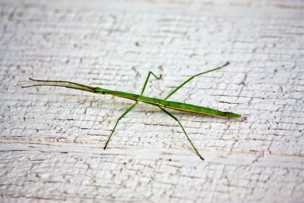 Green Walking Stick Bug Free Stock Photo - Public Domain Pictures