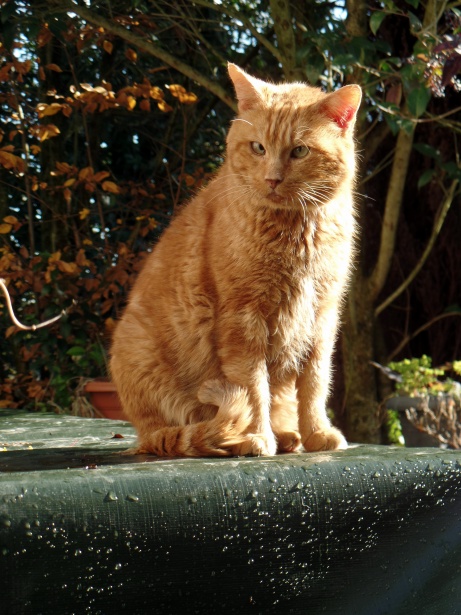 Оранжевый кот Бесплатная фотография - Public Domain Pictures