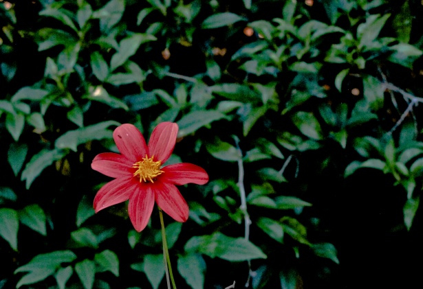 Flor vermelha com 7 pétalas Foto stock gratuita - Public Domain Pictures