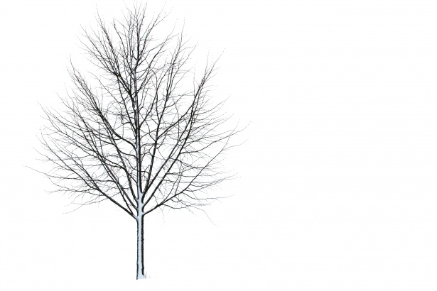 Tree In Winter Free Stock Photo - Public Domain Pictures