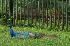 A peacock sitting in grass
