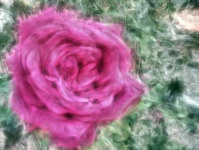 Abstrakte Rose