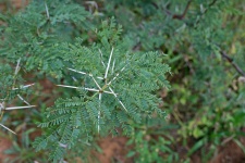 árbol de acacia con largas espinas blanc