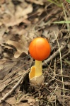 Amanita jackson Mushroom Emerging