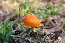 Amanita jackson Mushroom