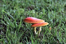 Amanita Jackson houby v trávě