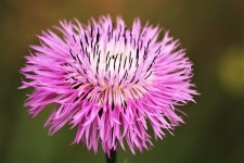 Americký košík Wildflower Close-up