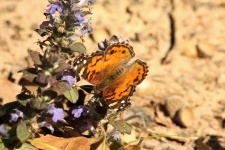 American Lady Butterfly on Ajuga 2