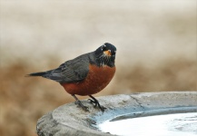 American Robin At Bird Bath