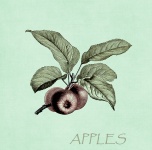 Äpplen på grenillustrationen