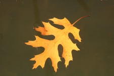 Autumn Leaf Floating In Water