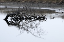 Árbol caído desnudo en reflejo de agua