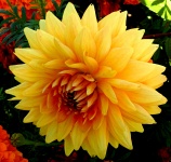 Belle fleur jaune