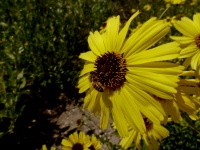 Bee na žluté Daisy