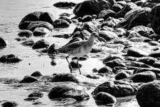 Bird among rocks