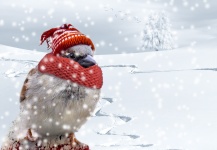 Fågel i snön