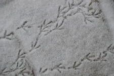 Bird tracks in snow