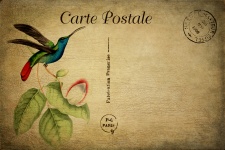 Carte postale vintage d'oiseau