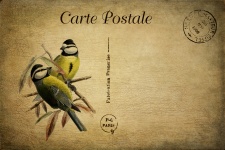 Cartolina francese degli uccelli dell