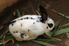 Conejo blanco y negro comiendo verdes